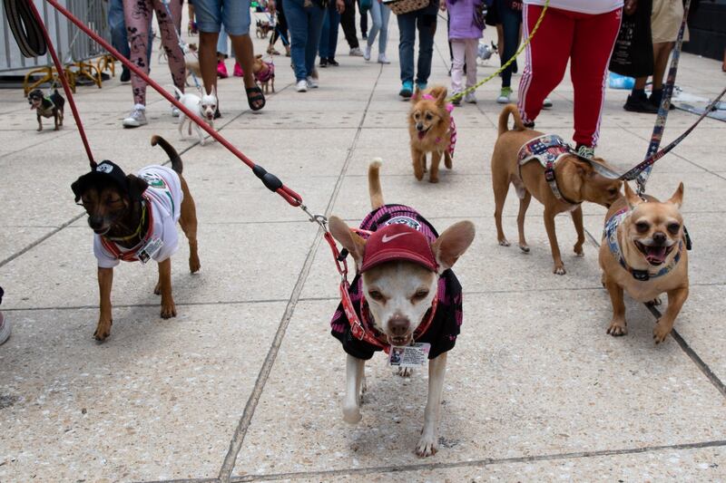 Animales, su bienestar es el mío