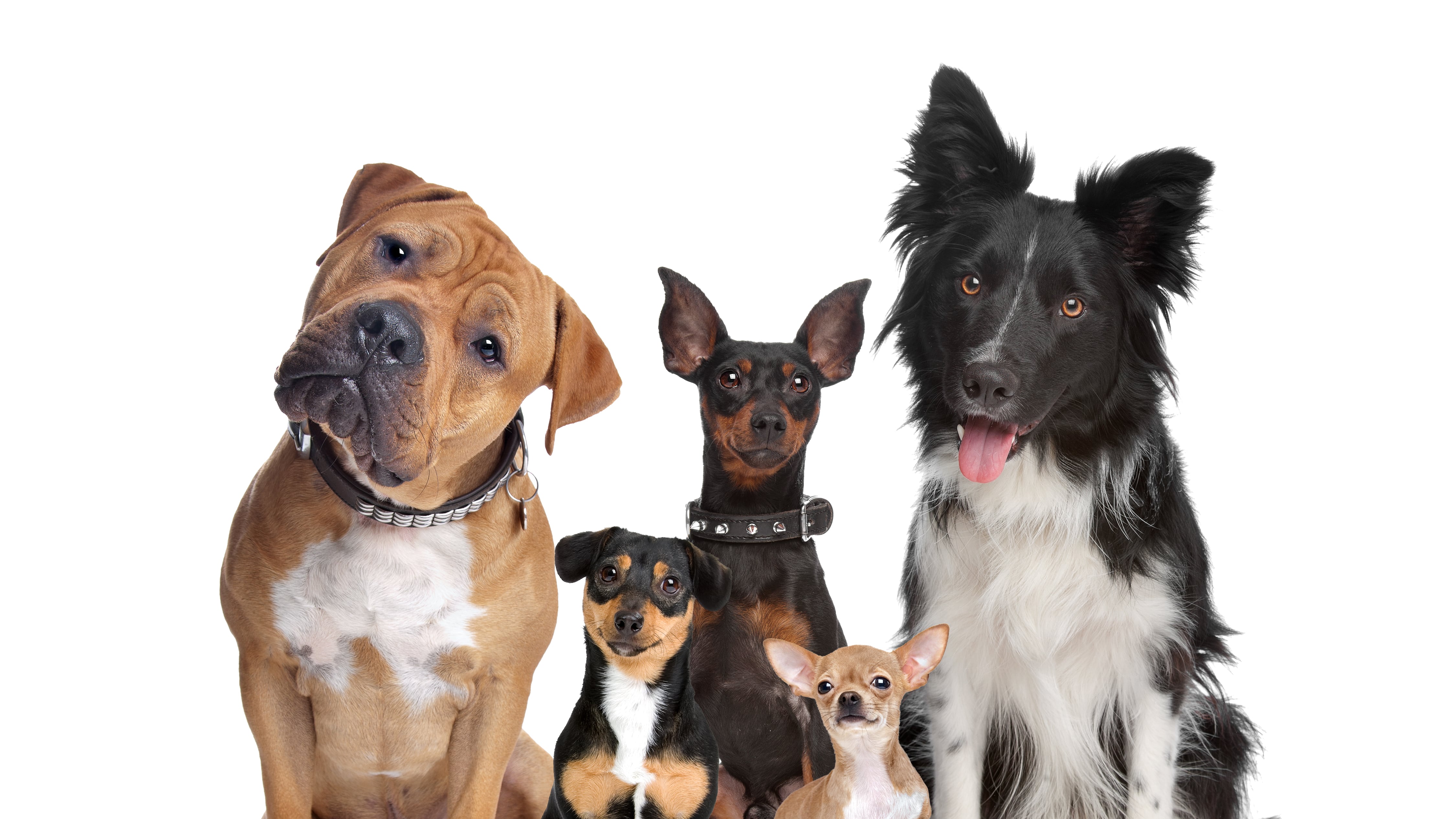 Las mejores razas de perros para vivir en departamentos y casas pequeñas