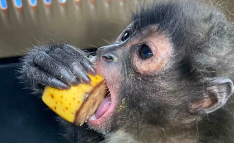 La especie se encontraba bien de salud. (Especial)