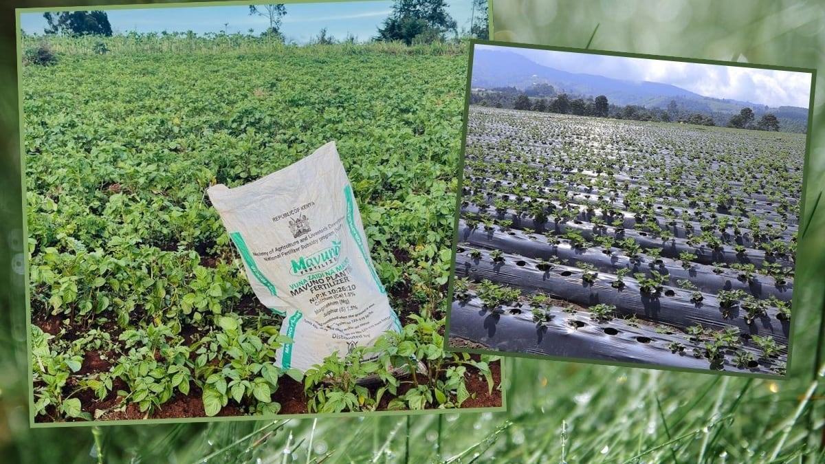 Producción de alimentos.