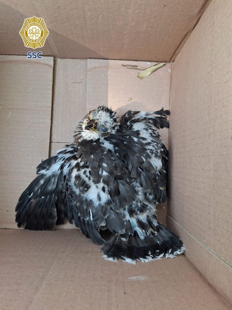 Águila recatada en la CDMX