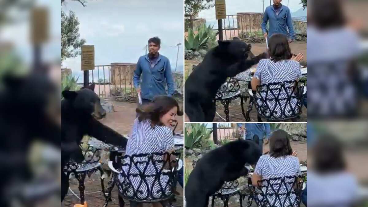 De acuerdo a usuarios de redes el animal reaccionó por las acciones de los trabajadores.