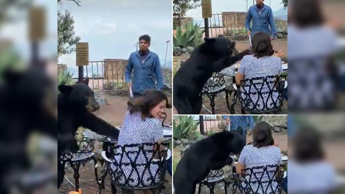 De acuerdo a usuarios de redes el animal reaccionó por las acciones de los trabajadores.