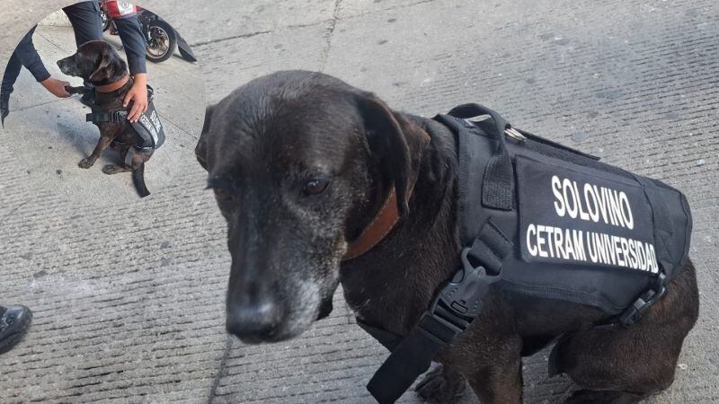 Solovino es adoptado por policías que cuidan el Metro Universidad