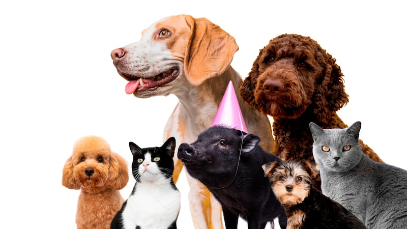 En México, 7 de cada 10 hogares tiene una mascota. Y cada vez más familias la cuidan como lo que es: parte de la familia