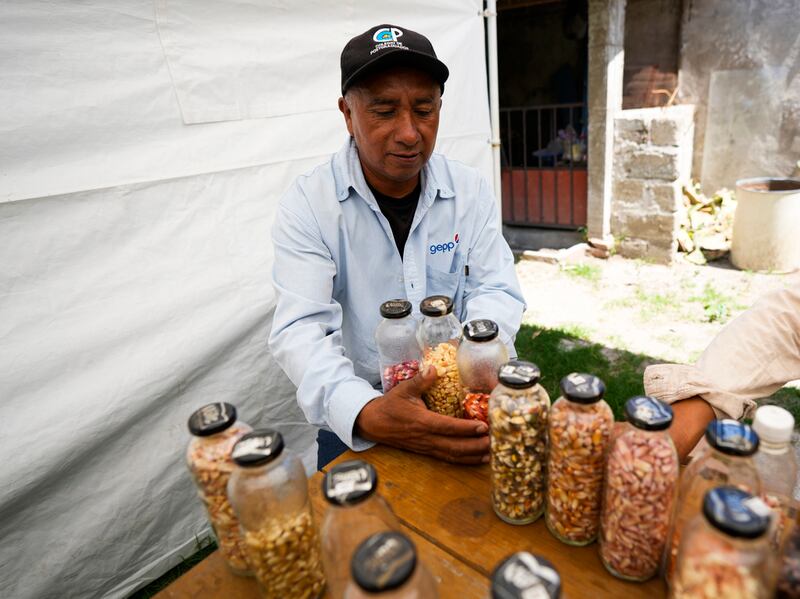 maíz-de-colores-auge-en-el-extranjero-agricultores-mexicanos