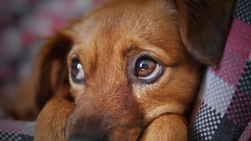 Perrito abandonado.