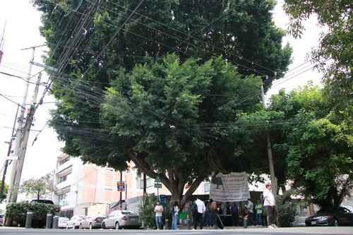 Laureano Fest: ¿cómo conseguir tus boletos y qué día será el evento para salvar al árbol?