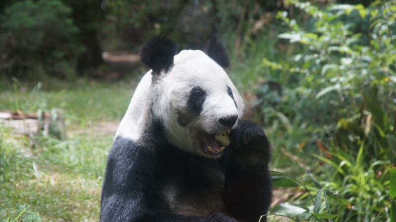 Panda Xin Xin del Zoológico de Chapultepec cumple 34 años