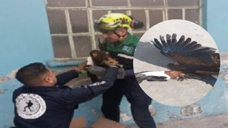 Gavilán herido es resguardado por policías en Azcapotzalco