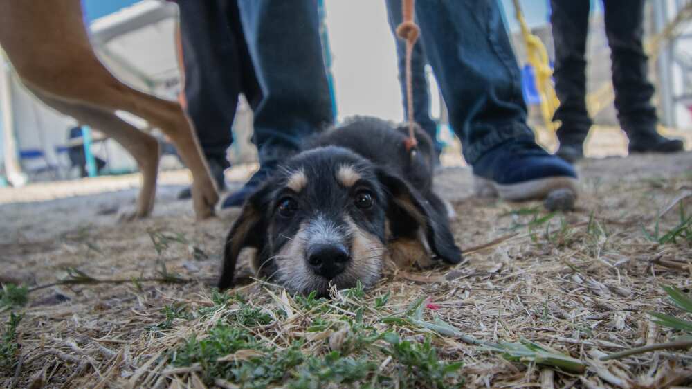 Los animales son sujetos de derechos como seres sintientes. (Cortesía)