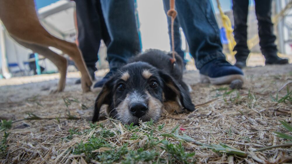 Los animales son sujetos de derechos como seres sintientes. (Cortesía)