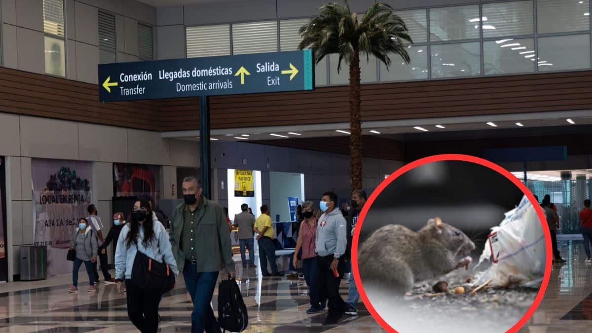 AIFA gastará más de 24 mdp en exterminar ratas y ratones.