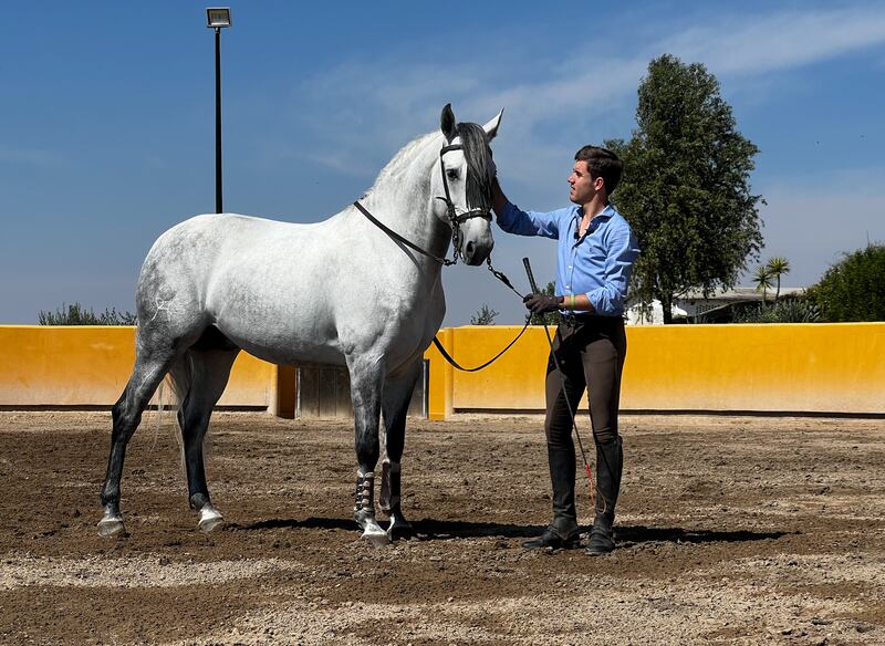 El heredero de una de las dinastías más importantes del rejoneo mundial, Guillermo Hermoso de Mendoza,  nos recibe en su rancho de San Miguel de Allende, donde entrena junto a sus caballos para su próxima corrida en la Monumental Plaza México