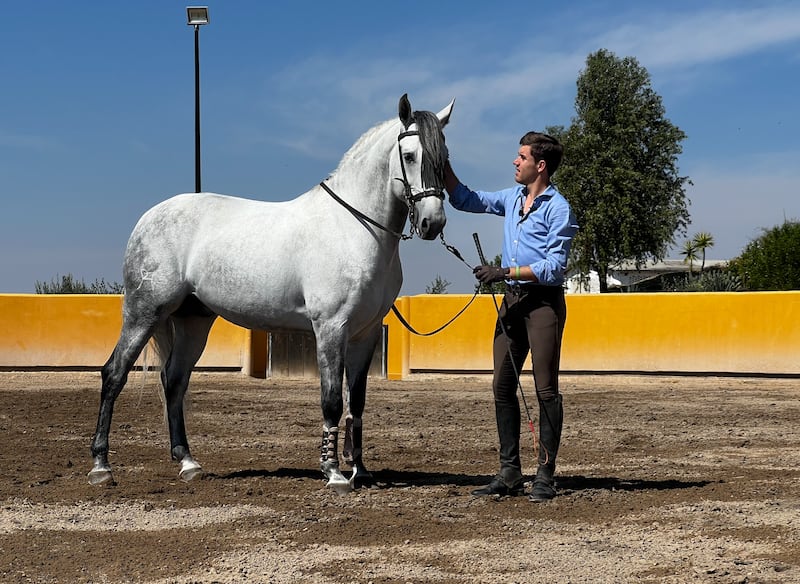 El heredero de una de las dinastías más importantes del rejoneo mundial, Guillermo Hermoso de Mendoza, nos recibe en su rancho de San Miguel de Allende, donde entrena junto a sus caballos para su próxima corrida en la Monumental Plaza México