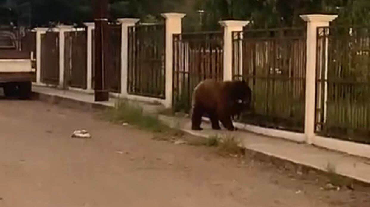 Oso asesinado en Cumpas, Sonora, desaparecen restos del animal