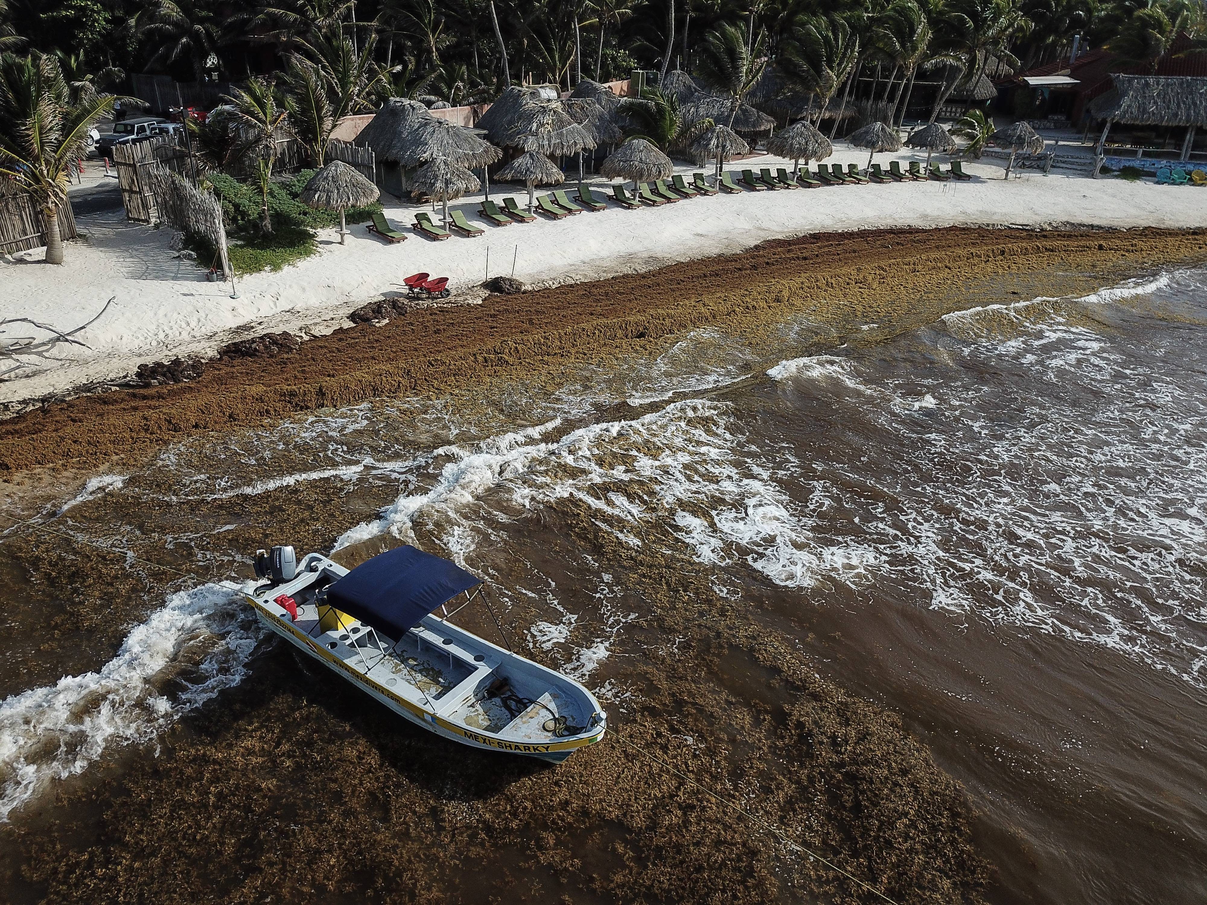 Sargazo golpea al Caribe mexicano:65 playas están en semáforo rojo por recale masivo