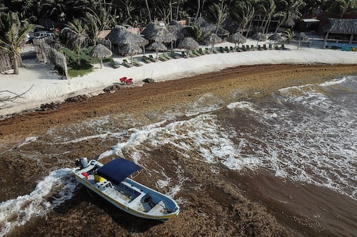 Sargazo golpea al Caribe mexicano:65 playas están en semáforo rojo por recale masivo