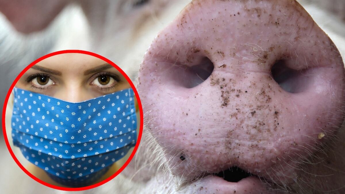 El primer caso de la versión H1N2 se presentó en humanos. (Especial)