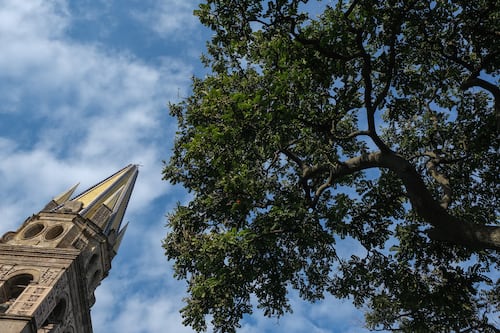 Con más de 462 mil árboles, GDL se prepara para el calor; es la ciudad con más ejemplares en AMG