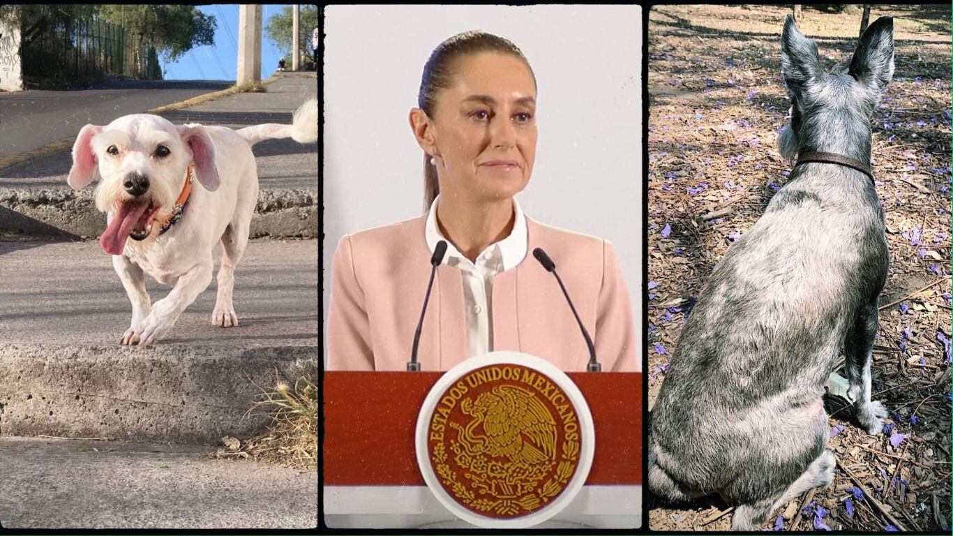 ¿Habrá clínicas veterinarias del Bienestar para mascotas? Esto dijo Sheinbaum