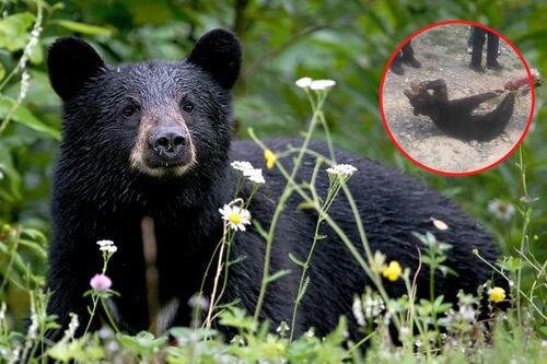 Profepa alista denuncia por el asesinato de una cría de oso negro en Coahuila