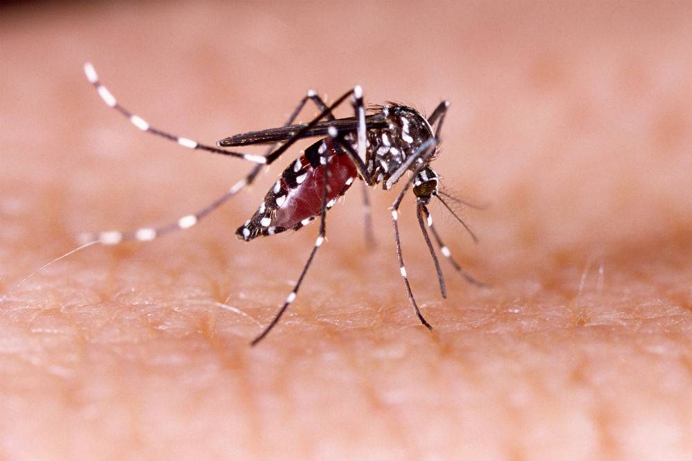 ¿Cuáles son los síntomas y riesgos que provoca el dengue?