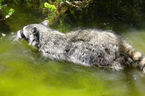 Profepa rescata a 15 ejemplares de fauna silvestre en Ensenada