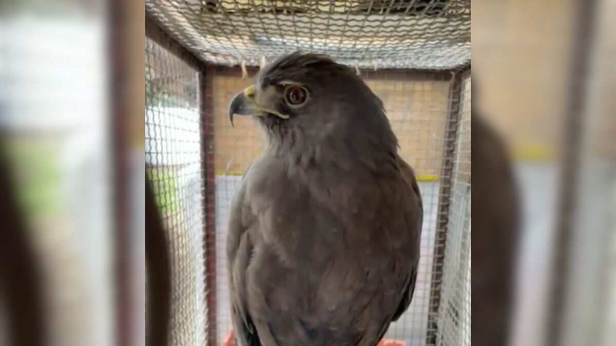 Rescatan a un águila atrapada en calles de la alcaldía Álvaro Obregón