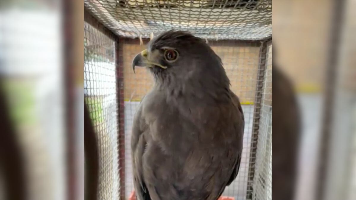 Rescatan a un águila atrapada en calles de la alcaldía Álvaro Obregón