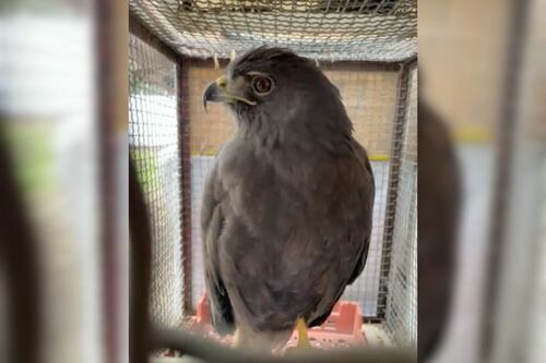 Rescatan a un águila atrapada en calles de la alcaldía Álvaro Obregón