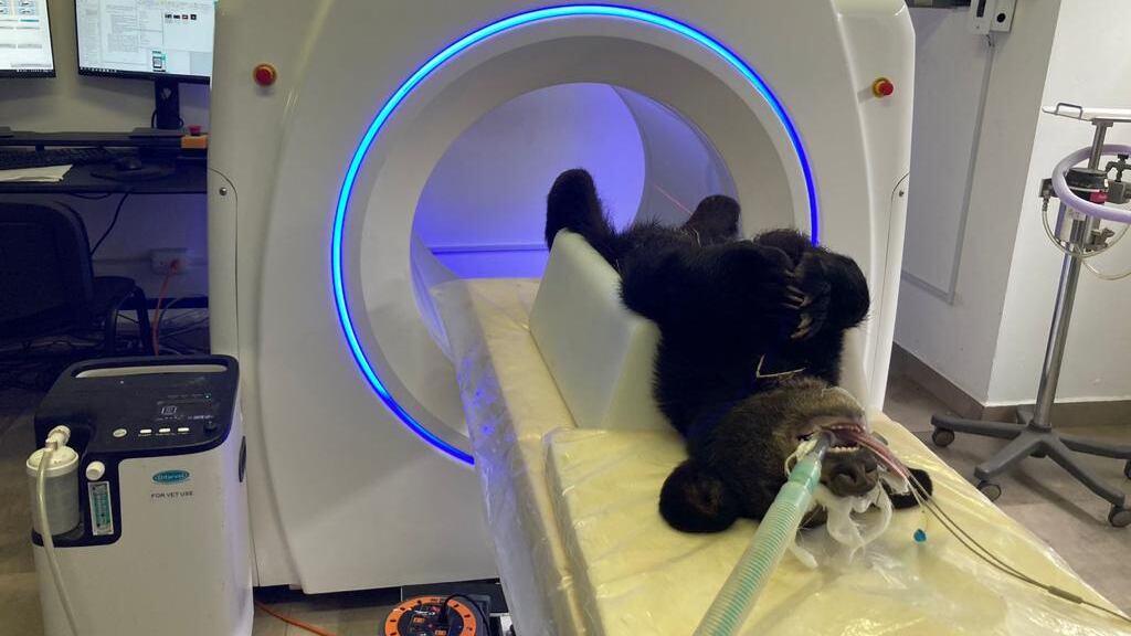 Osezno de aproximadamente 7 meses de edad durante sus estudios para determinar el daño por heridas de bala.