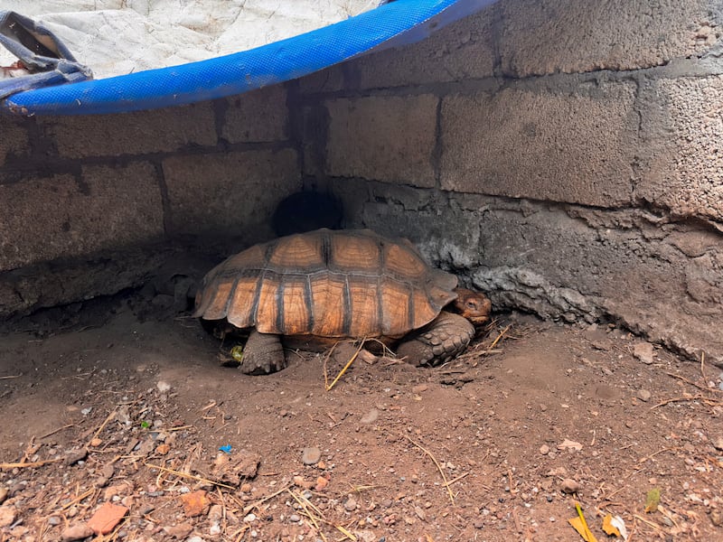 Aseguran animales silvestres por malos tratos en unidad de manejo en Veracruz