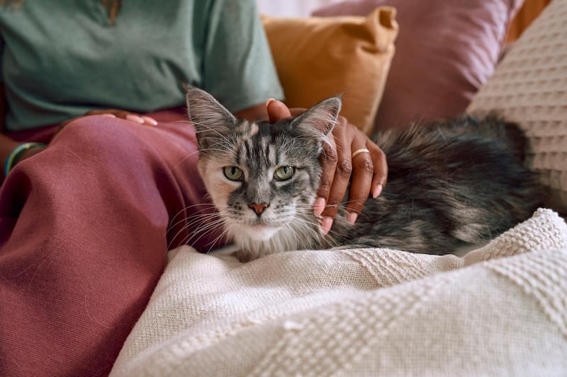 gatos animales de compañía