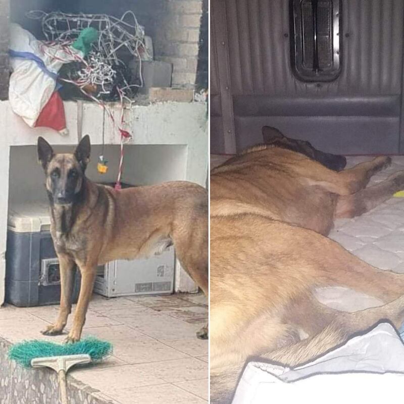 Pancho acompañaba a su dueño en todos sus viajes.