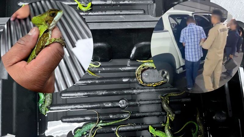 Traficante mexicano de especies es vinculado a proceso