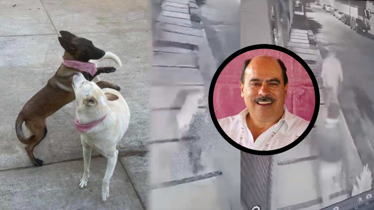 presidente-municipal-de-Tangancícuaro-es-acusado-de-matar-a-dos-perritas