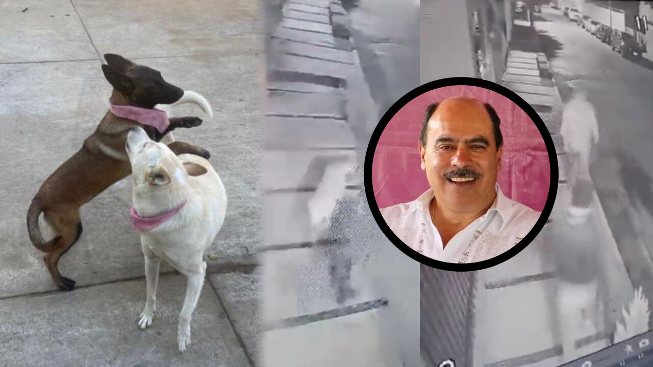 presidente-municipal-de-Tangancícuaro-es-acusado-de-matar-a-dos-perritas