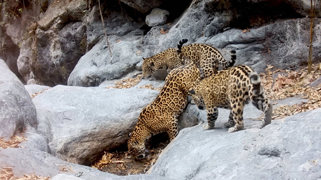 Una familia de jaguares fue registrada en la Sierra Gorda de Guanajuato, semanas después de confirmarse el primer avistamiento documentado de esta especie en el estado.