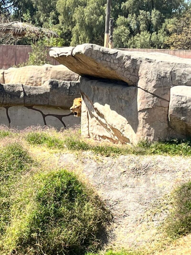 Zoológico de San Juan de Aragón anuncia recuperación exitosa de los felinos rescatados en santuario del Ajusco, al sur de la Ciudad de México