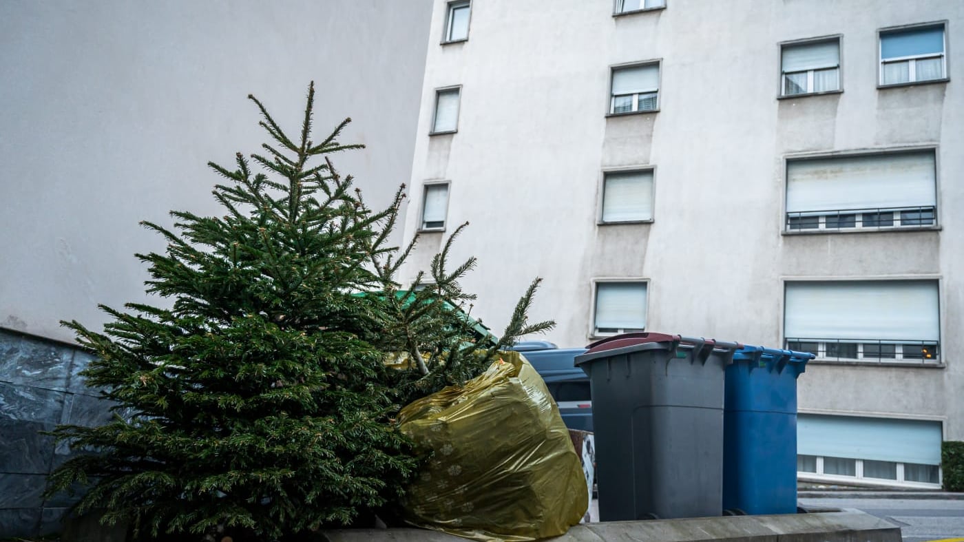 Además de generar basura los árboles secos podrían provocar incendios.