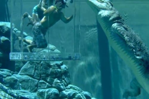 ¿Te atreverías a nadar con cocodrilos? Conoce “La jaula de la muerte”