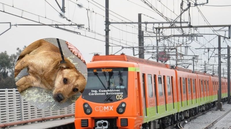 Muere perro atropellado en la Línea 12 del Metro