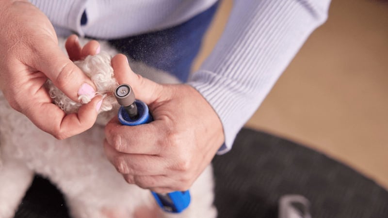 cortar uñas al perro