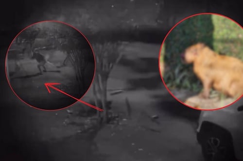 Video: Capibara lucha por su vida tras brutal golpiza; hay 8 hombres detenidos