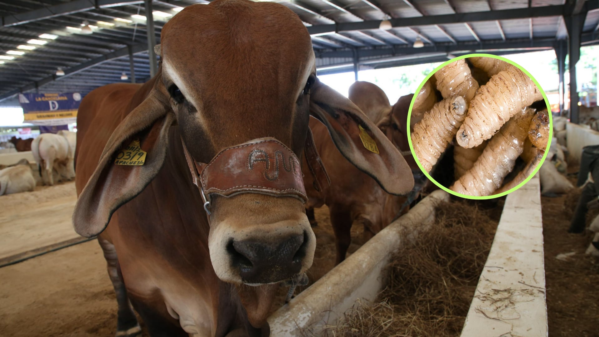 El gusano barrenador, los efectos de la sequía y el aumento en el costo del forraje están detrás del alza de 17.80% que reportó la carne.
