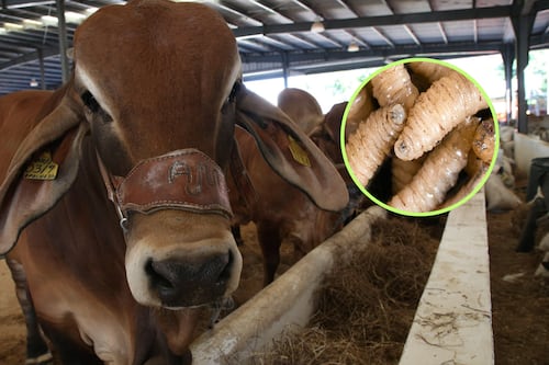 Gusano barrenador: medidas federales detonan crisis en el abasto y precio de la carne, alerta AMEG