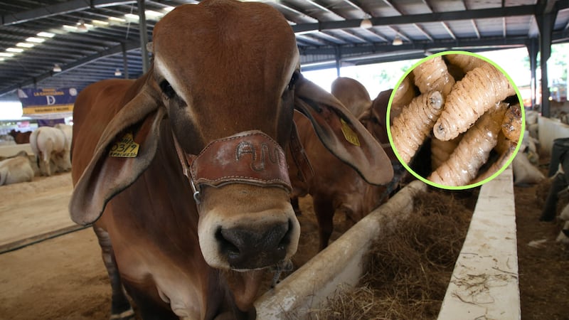 Gusano barrenador: medidas federales detonan crisis en el abasto y precio de la carne, alerta AMEG
