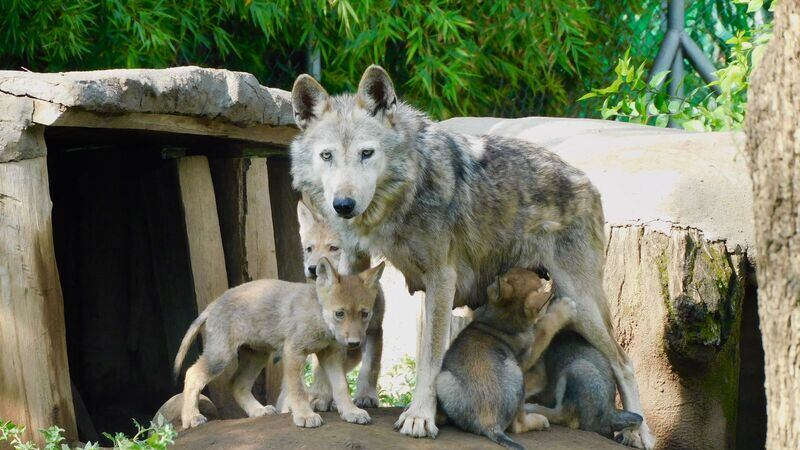 Nacen 4 lobos mexicanos en el Zoológico de San Juan de Aragón de la CDMX