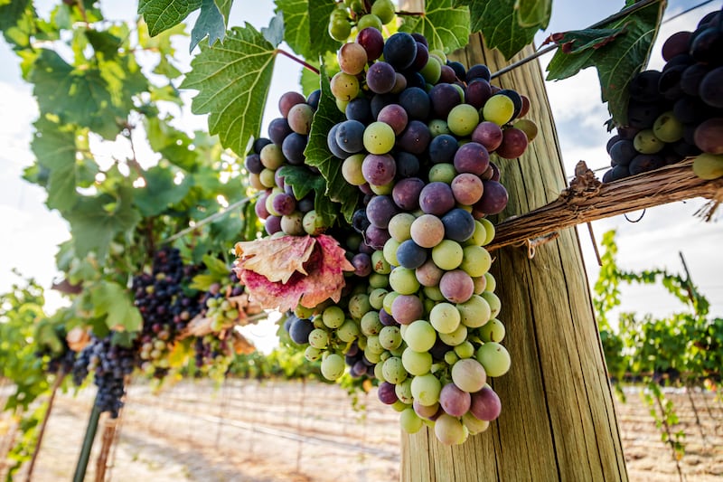 Casa Madero, Don Leo, la Ruta Vinos y Dinos, su gastronomía típica y más de 40 opciones de hospedaje consolidan a este Pueblo Mágico como un imperdible para amantes del vino y la cultura